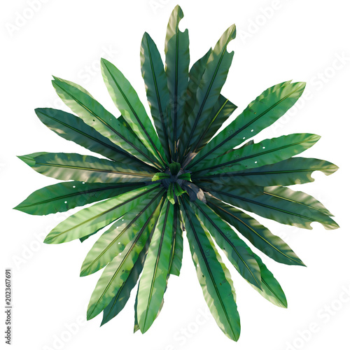Bilde på lerret Asplenium nidus tree, elevation, front view, cutout, transparent background, iso
