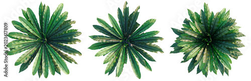 Φωτογραφία Asplenium nidus tree, elevation, front view, cutout, transparent background, isolate, Detailed close-up of lush green fern fronds, vibrant nature photography for design