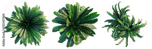 Photography Asplenium nidus tree, elevation, front view, cutout, transparent background, iso