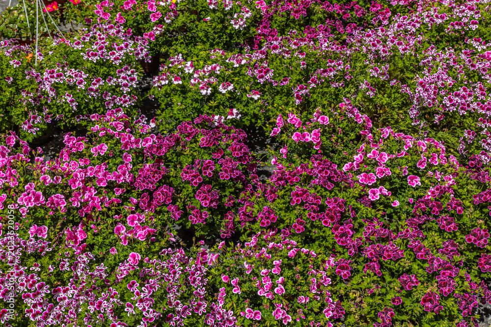 Fototapeta premium Blooming Flower Garden