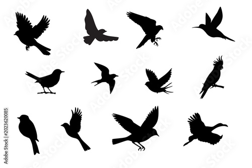 silhouettes of birds