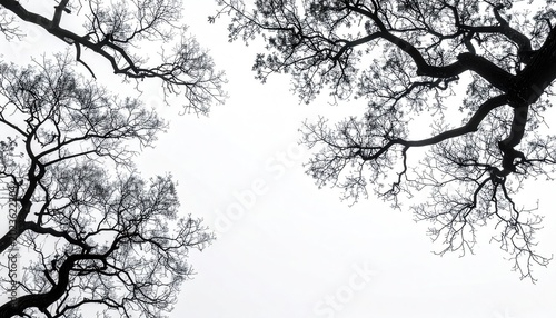 Angled view up through bare tree branches