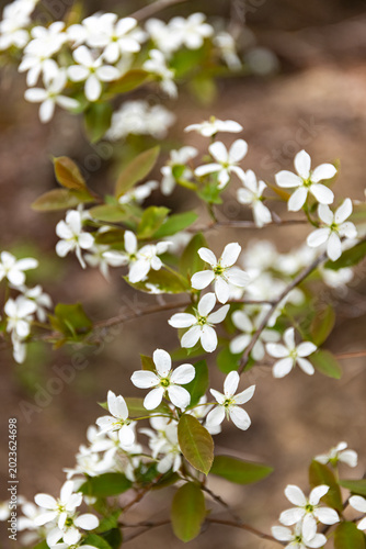 Serviceberry tree in bloom, New Brunswick, Canada. 