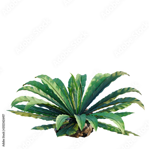 Fotografija Asplenium nidus tree, elevation, front view, cutout, transparent background, isolate, Fern plant with intricate leaves, detailed texture, natural beauty, lush foliage, vibrant green tones