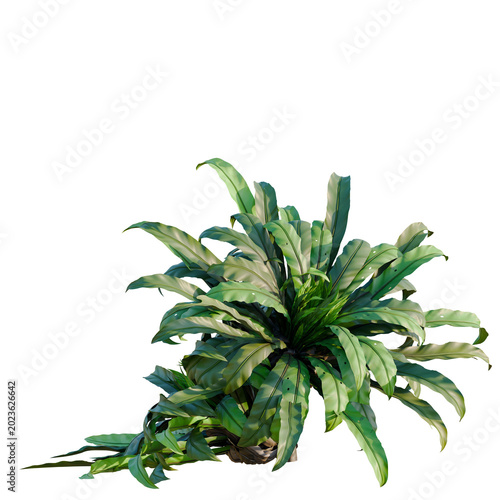Bild auf Leinwand Asplenium nidus tree, elevation, front view, cutout, transparent background, iso