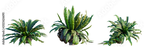 Foto Asplenium nidus tree, elevation, front view, cutout, transparent background, iso