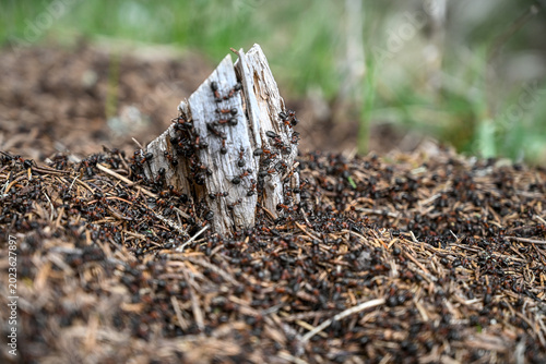 Ants on anthill, close up. A lot of ants working in anthill.