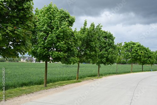 Fotografie Low Protective Trees Growing Along Rural Road Beside Green Grain Field