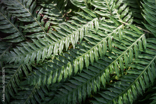 Photos Lush green Giant Chain Fern (Woodwardia fimbriata) with unique reproductive structures called sori, rows of small, raised, oblong bumps visible on fronds, broad fern leaves with pore-producing fronds