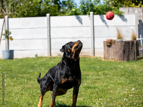 Fotografie Chien balle