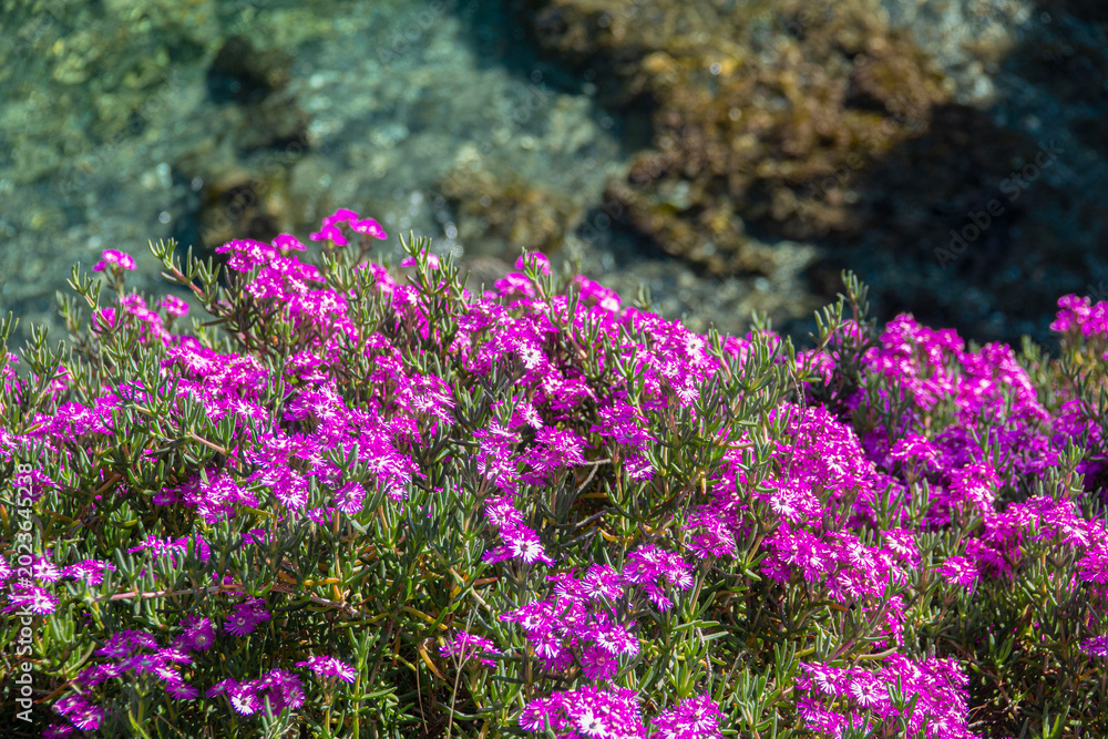 Fototapeta premium flowers Delosperma grow beside clear blue water