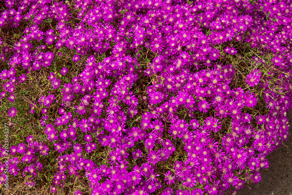 Naklejka premium Spring sunlight brightens pink flowers Delosperma
