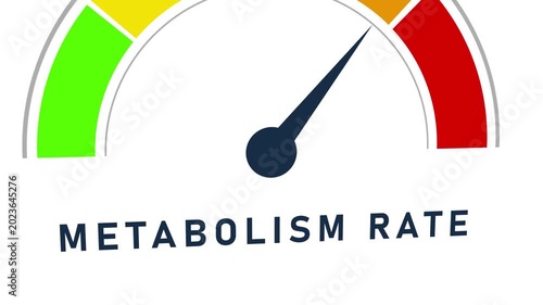 Visual representation of a metabolism rate gauge with the needle pointing towards the red zone indicating a metabolism rate on a white background Keywords: metabolism rate meter gauge