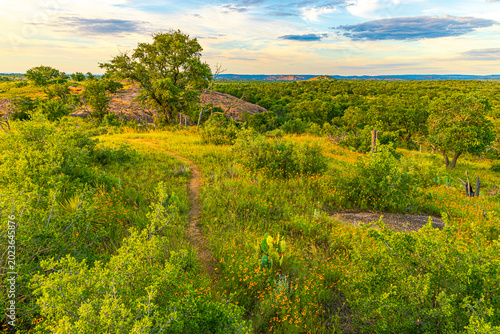 Obraz na płótnie A narrow dirt trail winds through lush green shrubland, blooming wildflowers, and scattered cacti in the Texas Hill Country