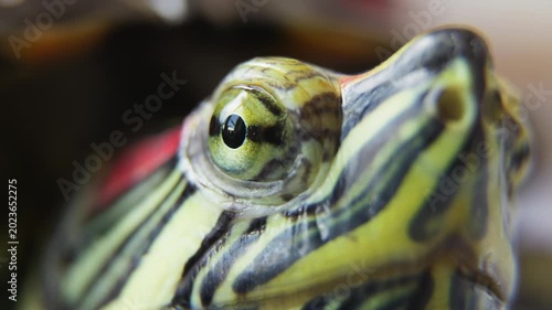 Close Up Macro Portrait of Pond Turtle.