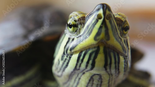 Macro Turtle Portrait With Detailed Scales.