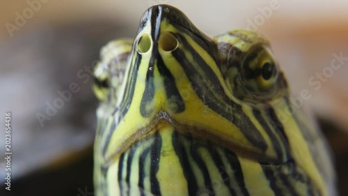 Macro Portrait of Freshwater Turtle Close Up.