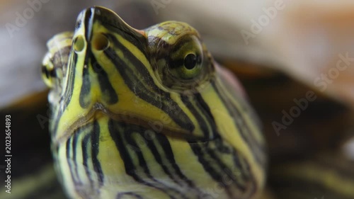 Aquatic Turtle Face Macro Nature Background.