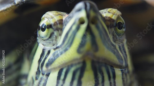 Front View Macro Portrait of Aquatic Turtle.