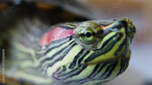 Macro Close Up of Red Eared Slider Turtle.