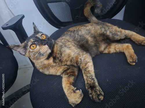Foto A cat's sleeping position helps it retain body heat.