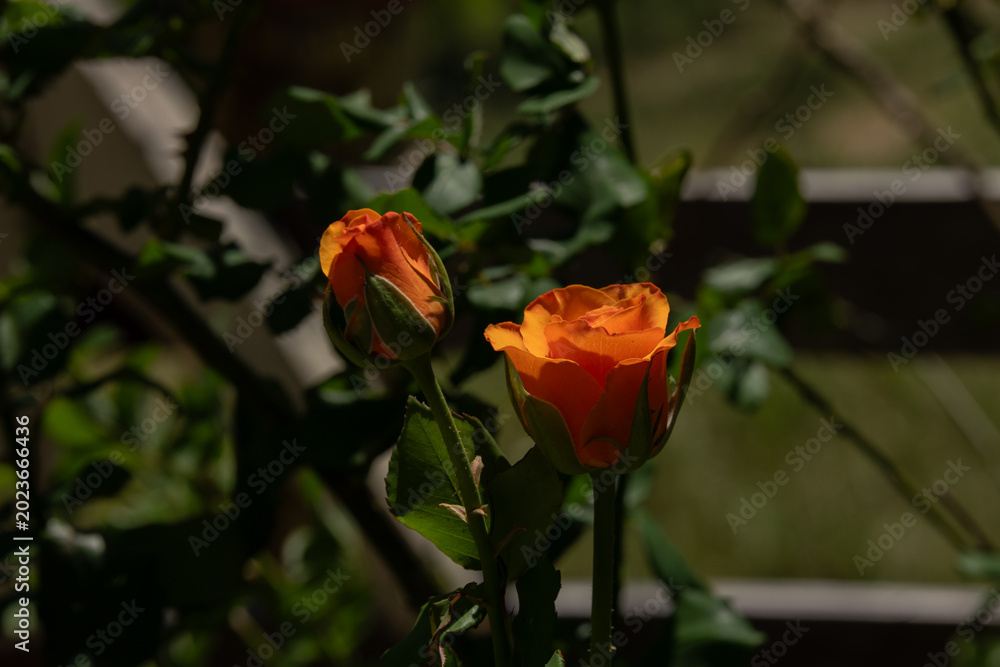 Fototapeta premium Rosas amarillas y rojas del jardin