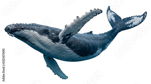 Foto Humpback whale swimming isolated on transparent background