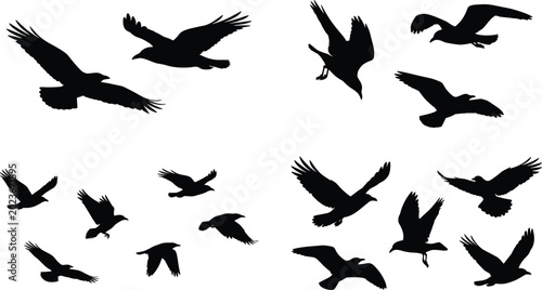 Photos Flying Crow and Raven Bird Silhouette Vector Collection Isolated on White Backgr