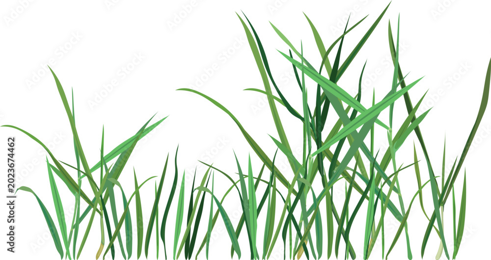 Fototapeta premium Green grass vector on transparent background. Isolated nature botanical border element