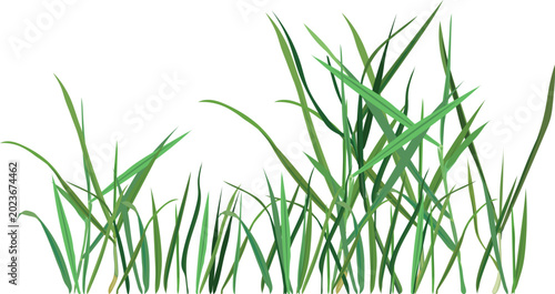Green grass vector on transparent background. Isolated nature botanical border element