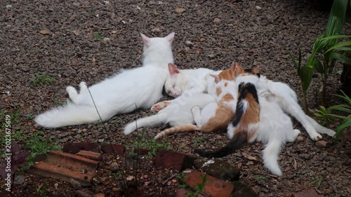 Mother cat feeding four kittens outdoors and another cat is lying nearby.