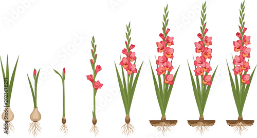 Photos Gladiolus blooming cycle vector diagram showing plant growth stages from corm ro