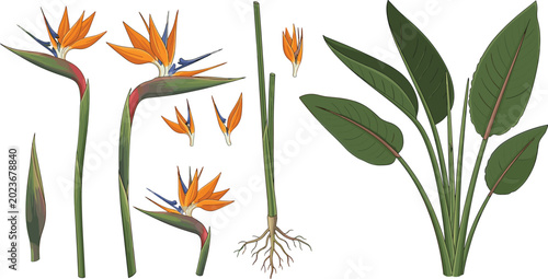 Quadro su tela Bird of paradise plant anatomy vector set showing strelitzia flowers leaves stal