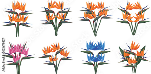 Photos Bird of paradise bouquet vector set featuring orange pink and blue tropical stre