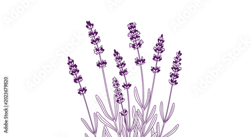 Purple lavender botanical illustration on white background vector art
