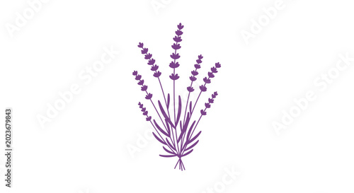 Purple lavender bouquet illustration isolated on white background