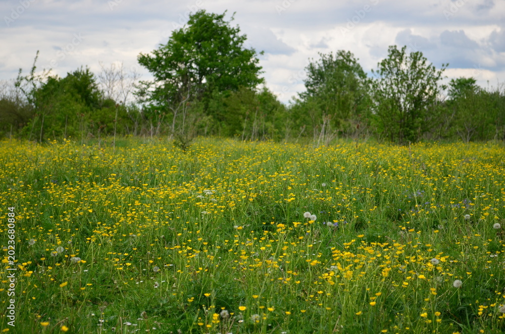 Obraz premium field of dandelions
