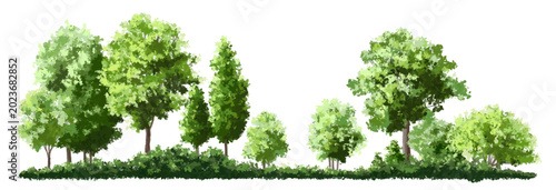  Vector watercolor green tree or forest side view isolated on white background for landscape and architecture drawing,elements for environment or and garden,green tree for garden section 