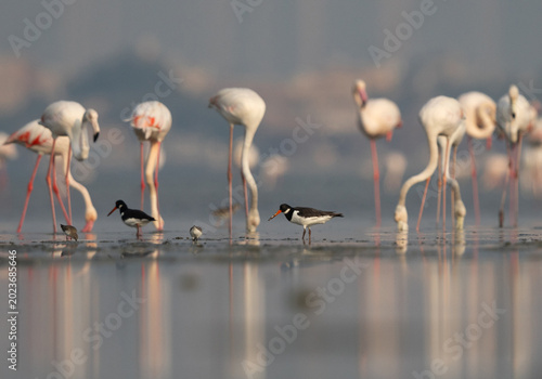 Bilde på lerret A pair of Oystercatcher at Eker with greater flamingos at the backdrop, Bahrain