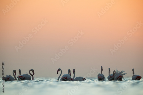 Bild auf Leinwand Greater Flamingos in the early morning hours at Asker coast, Bahrain