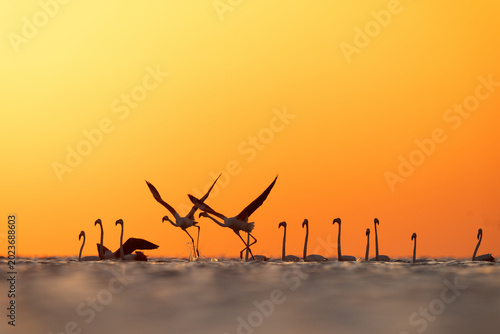 Фотография Silhouette of Greater Flamingos takeoff at Asker coast with dramatic hue