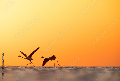 Картината върху платно Silhouette of Greater Flamingos takeoff at Asker coast during sunrise, Bahrain
