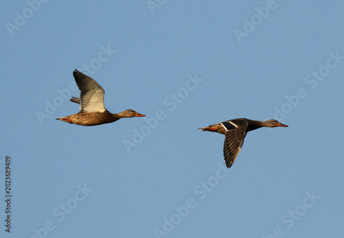 Fotografía A pair of Mallard ducks flying at sanad mangrove, Bahrain