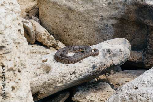 A venomous snake, the brown viper, lies on the rocks on the beach and basks in the sun