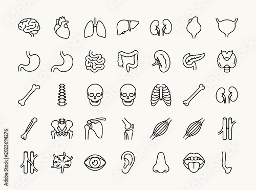 Photos Human body organs and biological systems line icons