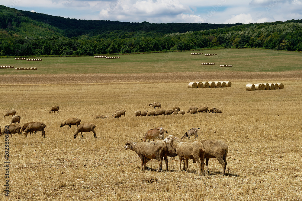 Fototapeta premium Sheep graze peacefully in a field under a sunny, partly cloudy sky in a rural landscape.
