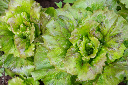 Foto Fresh green lettuce heads growing in an organic vegetable garden