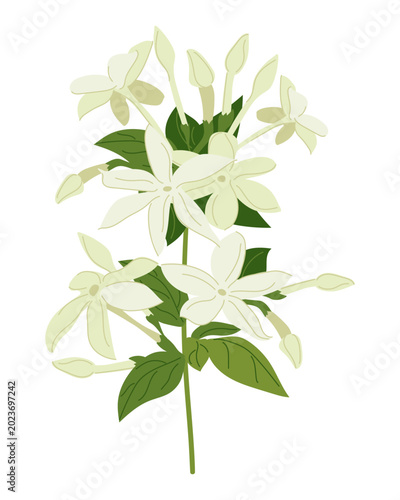 Slika na platnu Vector jasmine flowers