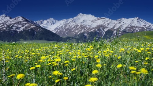 Wildflower Meadow and Snowy Mountain Range Under Blue Sky