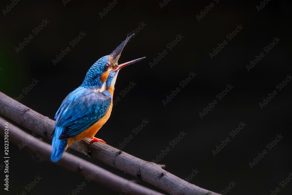 Fototapeta premium lilac breasted roller